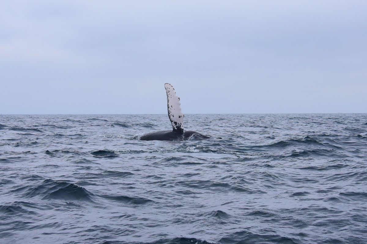 Whale Watching Weekend Special